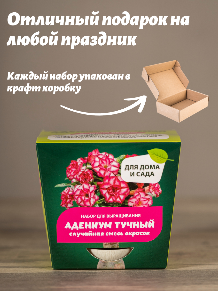 Набор для выращивания растений из семян Адениум Обесум МИКС — фото 1