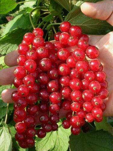 Изображение товара Смородина красная Гиганта 2 шт, многолетняя, ЗКС, 1,5 - 2 года