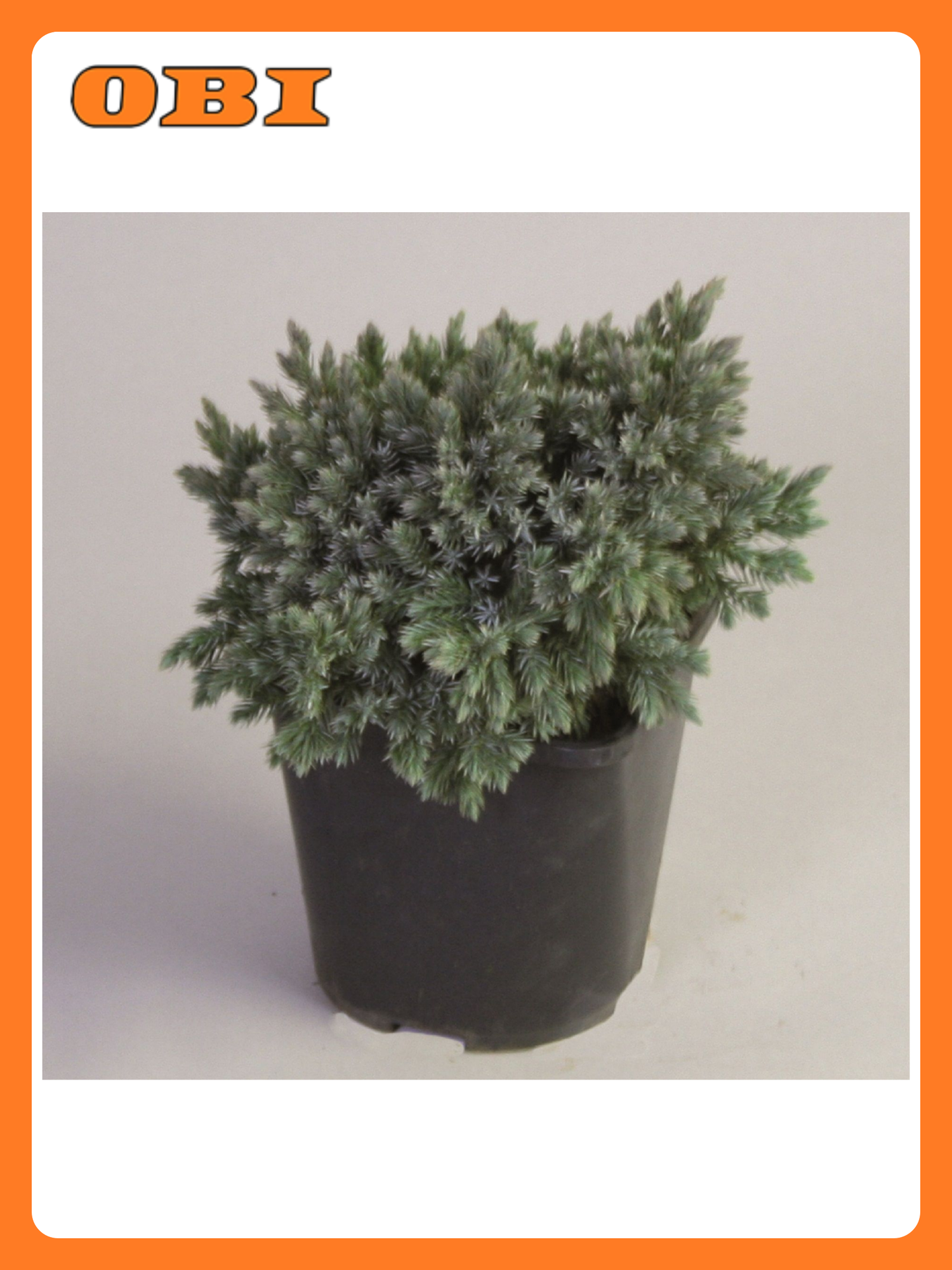 Можжевельник Блю Стар 882182 многолетнее хвойное декоративное растение