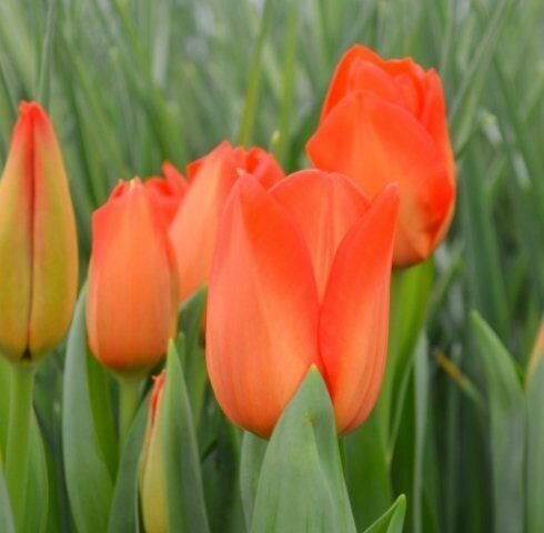 Луковицы тюльпанов LALIBELLA 10 штук - фотография № 1