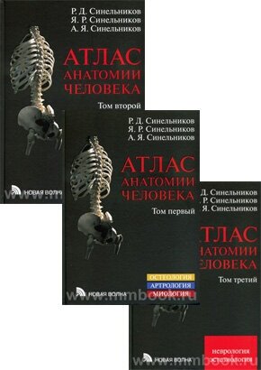 Атлас анатомии человека. В 3-х томах. Том 2 - фото №4