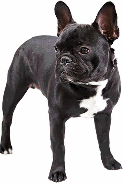 Комбинезон тёплый для собак Тузик Французский
Бульдог самец полиэстер цветной - фото №2