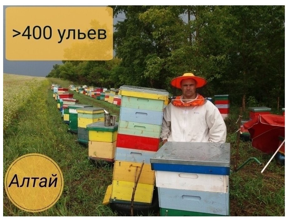 Пыльца пчелиная 200гр сбор 2023 года/Пасека дорохиных/ Обножка пчелиная - фотография № 7