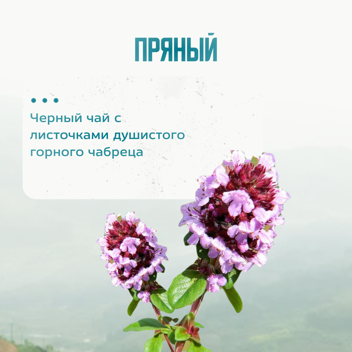 Чай черный Niktea Mountain thyme Горный Чабрец в пакетиках, чабрец, печенье, 25 пак. - фото №13