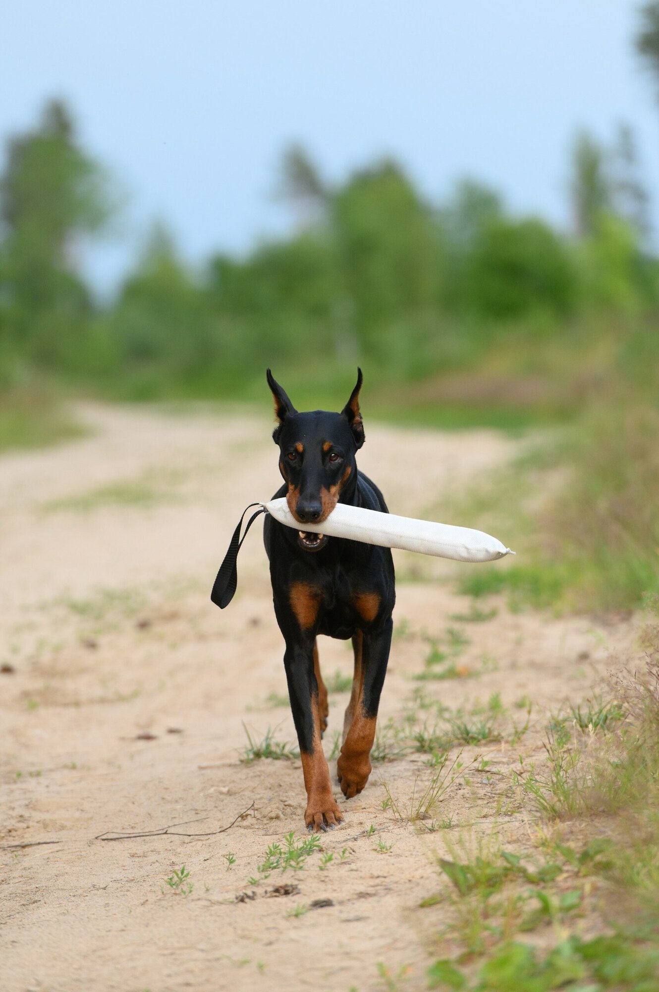 Игрушка-кусалка (ухватка,перетяжка) для собак, с одной ручкой, длина 30 см - фотография № 10