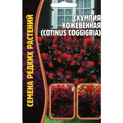 Скумпия Кожевенная Cotinus coggigria, многолетний кустарник ( 1 уп: 20 семян ) скумпия кожевенная лилла