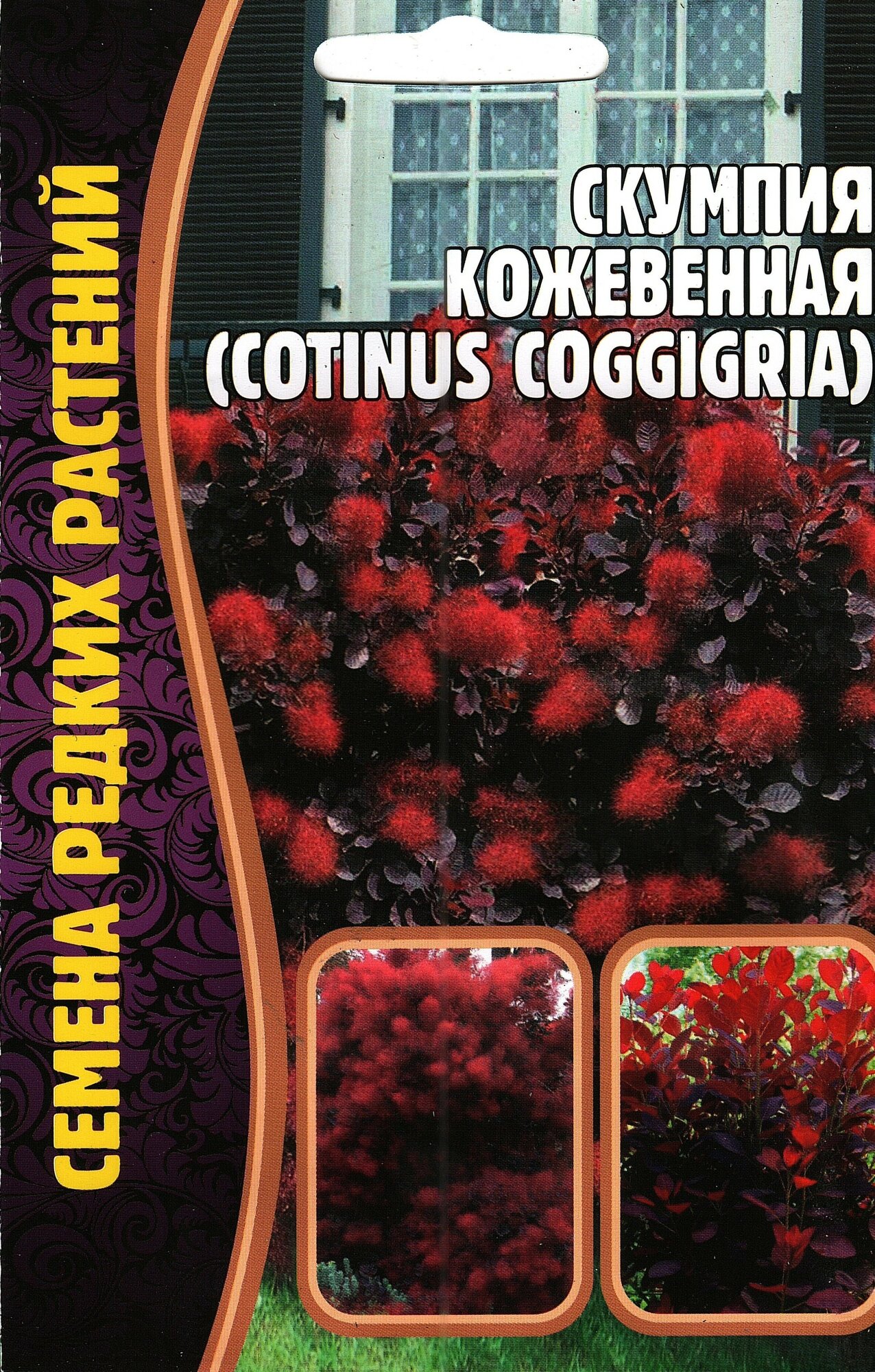 Скумпия Кожевенная Cotinus coggigria многолетний кустарник ( 1 уп: 20 семян )