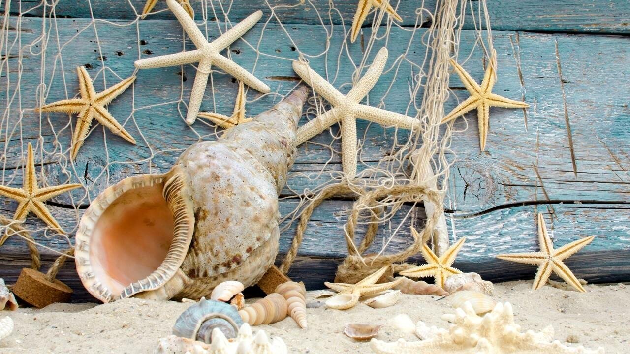 Картина на холсте 60x110 LinxOne "Seashells marine beach песок" интерьерная для дома / на стену / на кухню / с подрамником