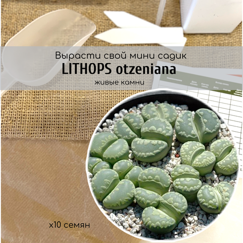 Семена суккулента Lithops otzeniana Литопс Отцена / Отличный вариант для создания цветочной композиции