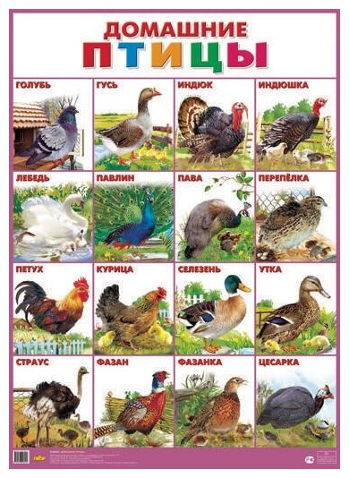 _Плакат(Литур) Домашние птицы (560*780)
