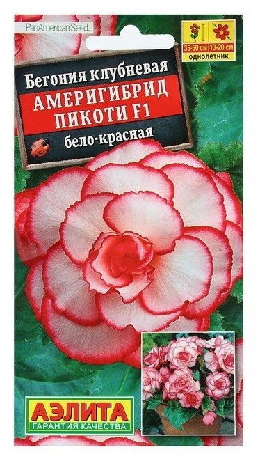 Семена Цветов Бегония "Америгибрид Пикоти", F1, бело-красная, пробирка, 5 шт