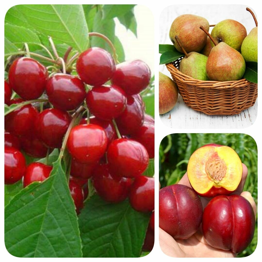 Набор из 3-х сортов саженцев черешни груши нектарина Кубанский жемчуг