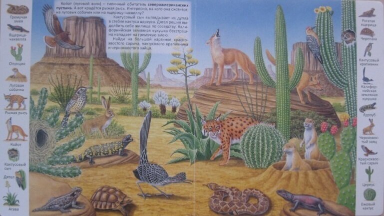 Животные и растения пустыни (Комарова Д. (редактор)) - фото №6
