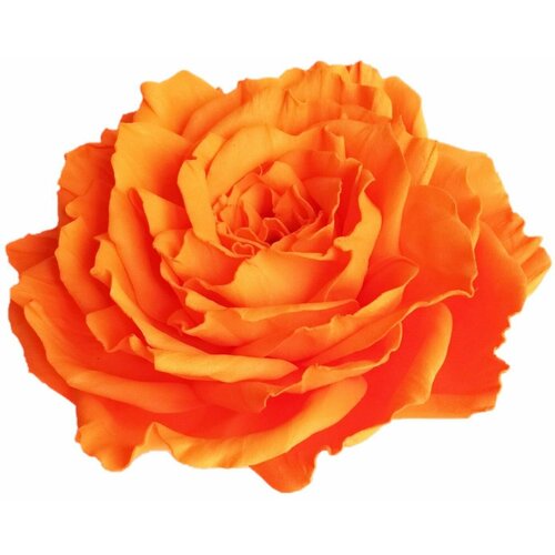 заколка брошь для волос одежды сумки большой цветок роза оранжевая 0007 Заколка-брошь для волос/одежды/сумки большой цветок роза оранжевая 0007