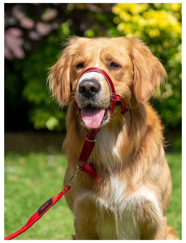 COA Недоуздок для собак "HALTI Headcollar", красный, 46-62см (Великобритания) Company of Animals - фото №2