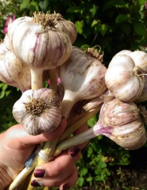 Чеснок Богатырь 05 кг