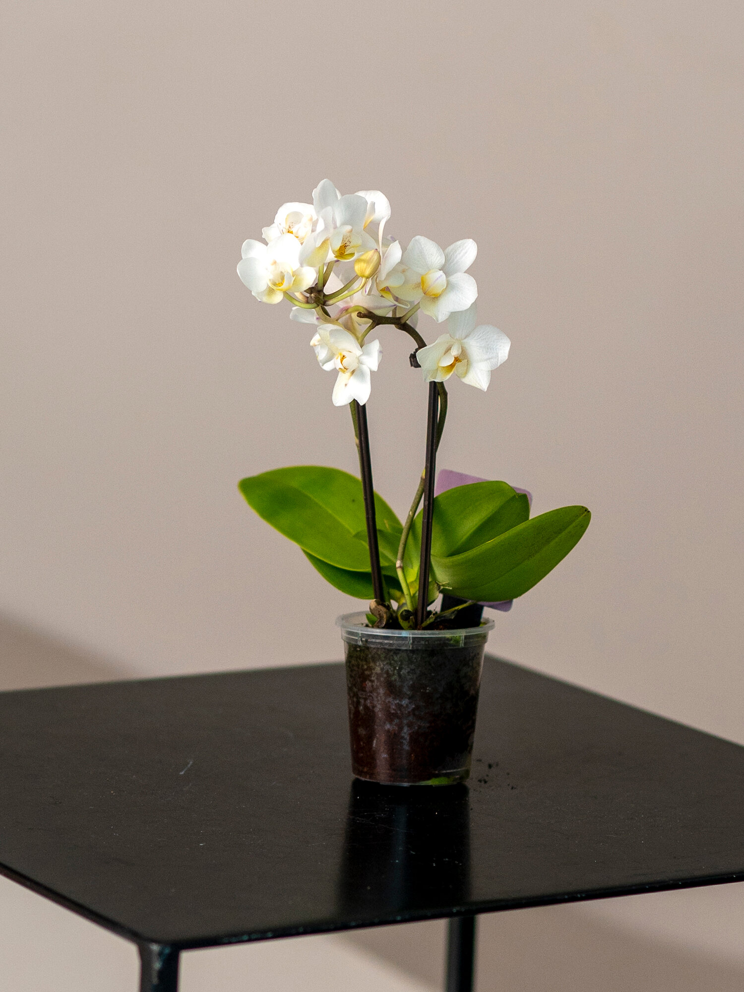 Geo Glass: Орхидея в горшке живая  комнатные растения живые 6/20 см