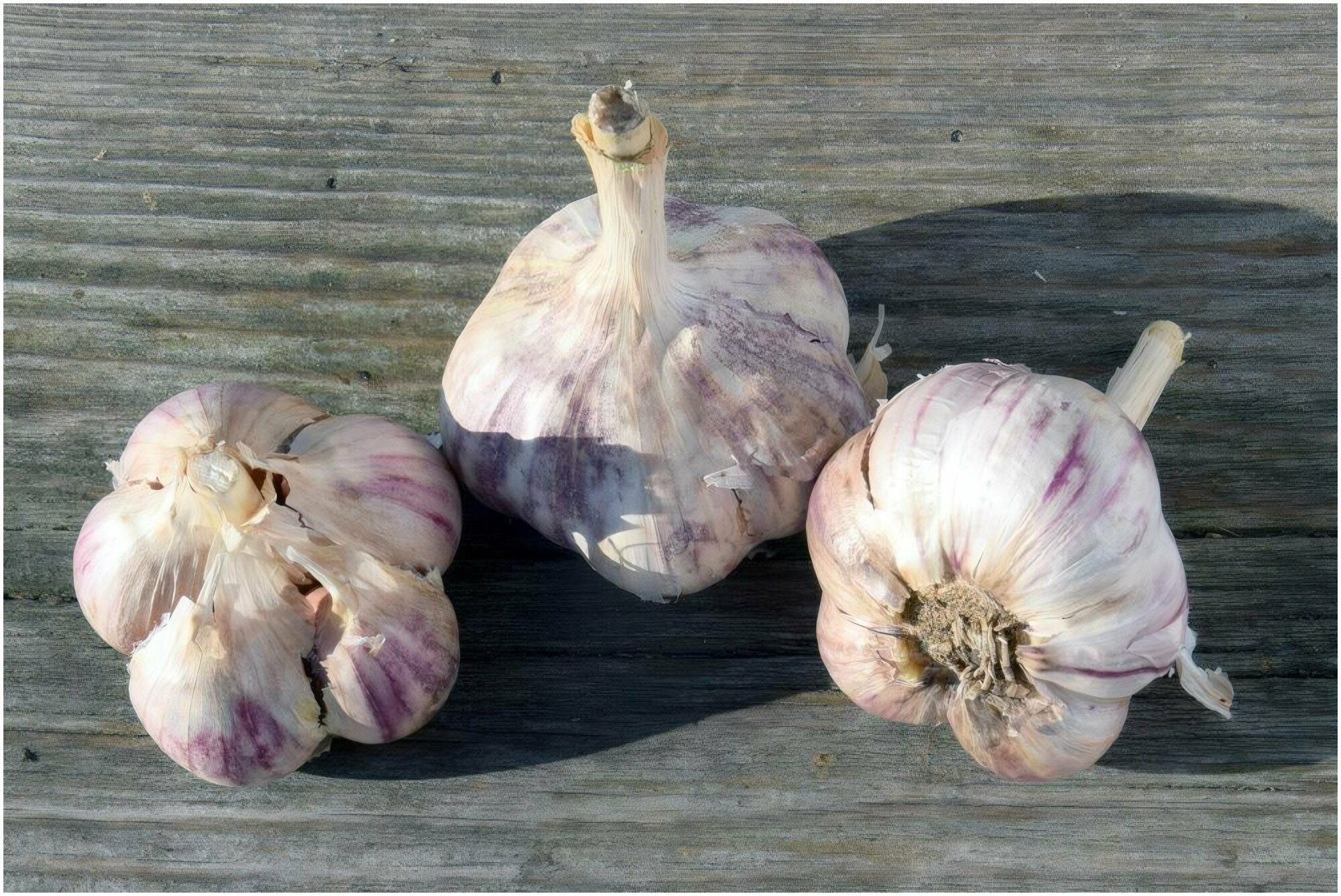 Избранный сорт чеснока "Парус" (1 кг), легкий для выращивания в осенний период, урожайный, до 1 кг луковиц с 1 кв. м, морозоустойчивый, отлично себя ч - фотография № 5