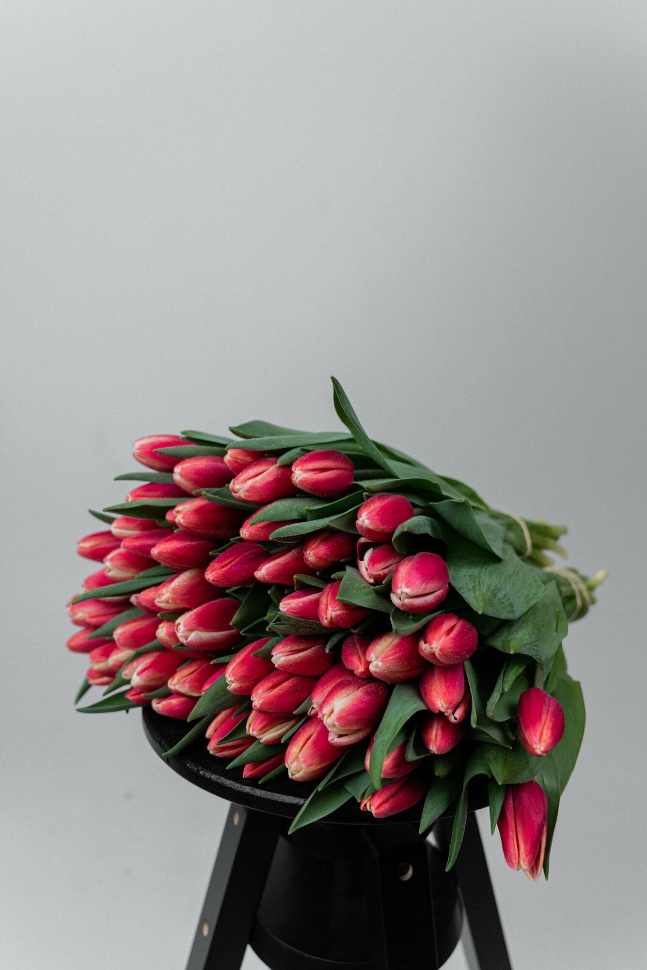 Луковицы цветов тюльпанов 15 средних - фотография № 5