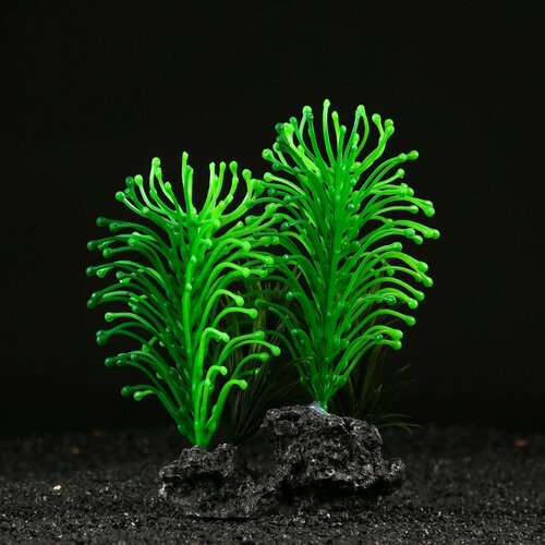 Растение аквариумное на платформе, 11 х 8 х 18 см