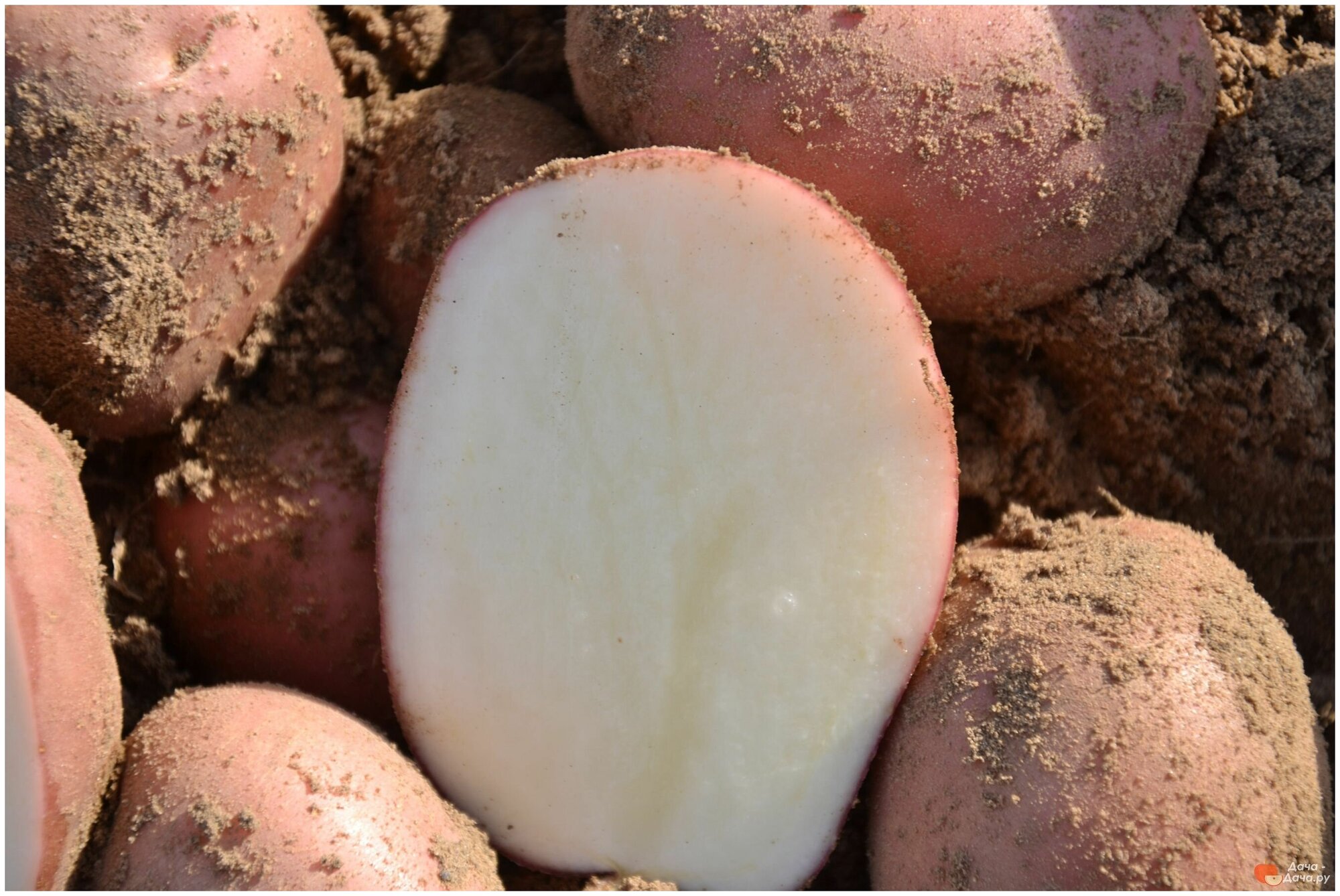 Картофель семенной селекционный сортовой Рикарда клубни 1 кг - фотография № 2