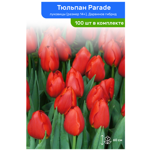 Тюльпан Parade (Парад), луковицы, размер 14+, комплект из 100 шт
