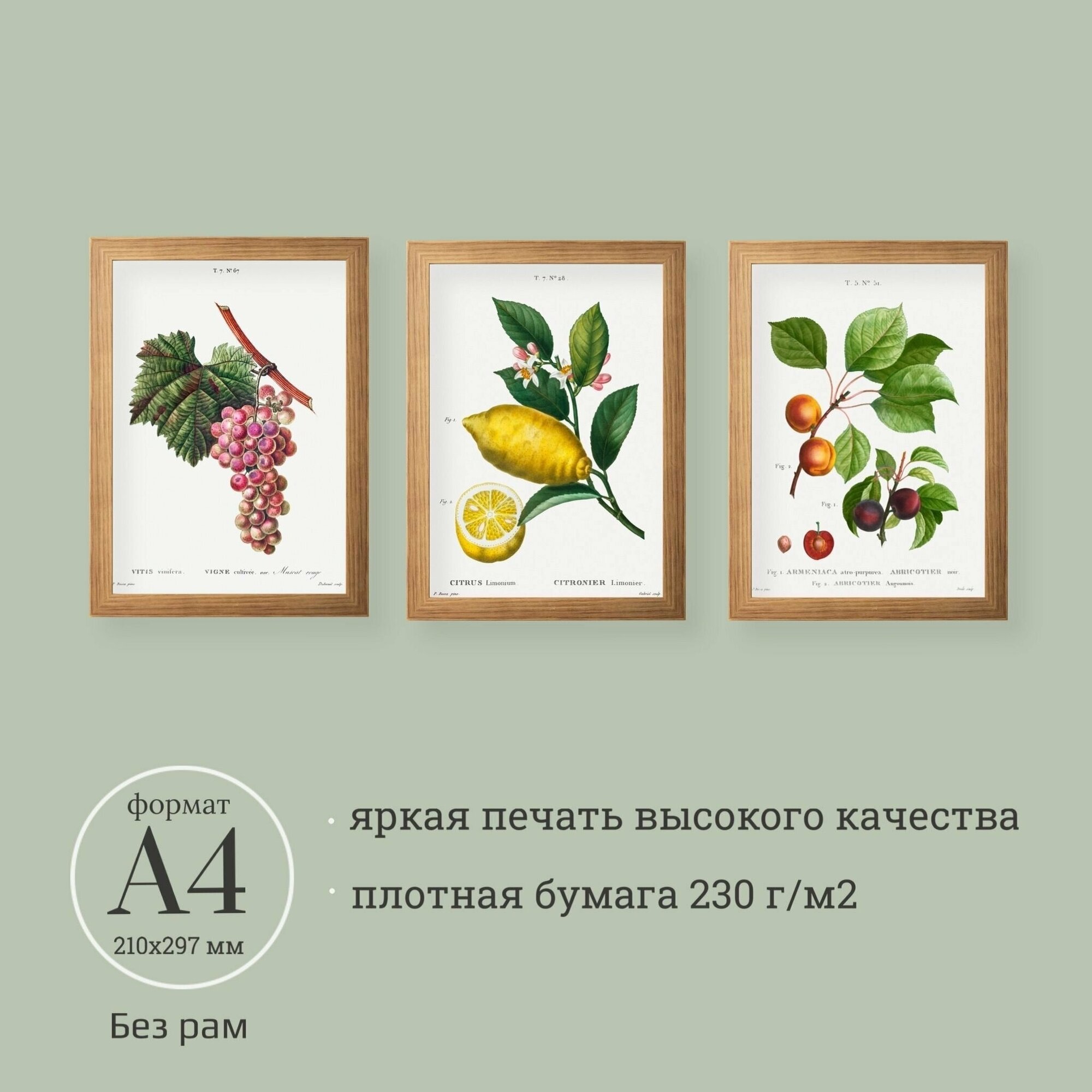 Ботанические иллюстрации 3 шт. А4