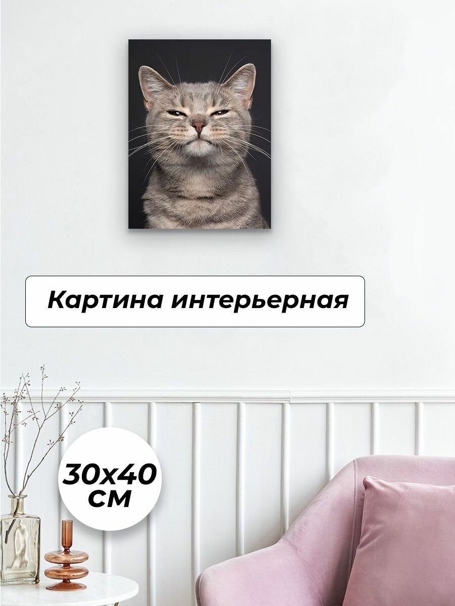 Картины для интерьера 30х40 Кошка Кот Коты