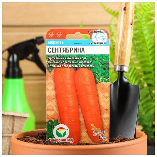 Семена Морковь Сентябрина, 2 г семена морковь сентябрина 2 г 2 упак