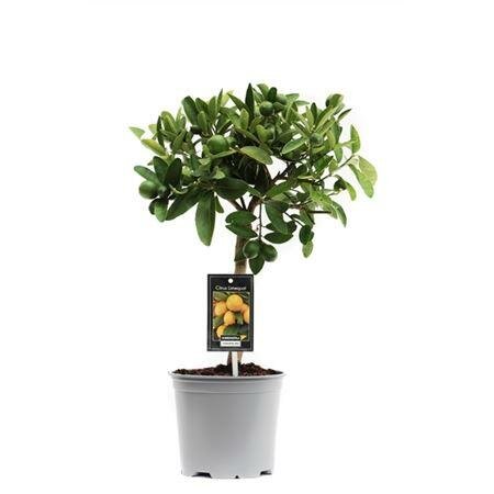 Лаймкват - Citrus Limequat On Stem D19 H70