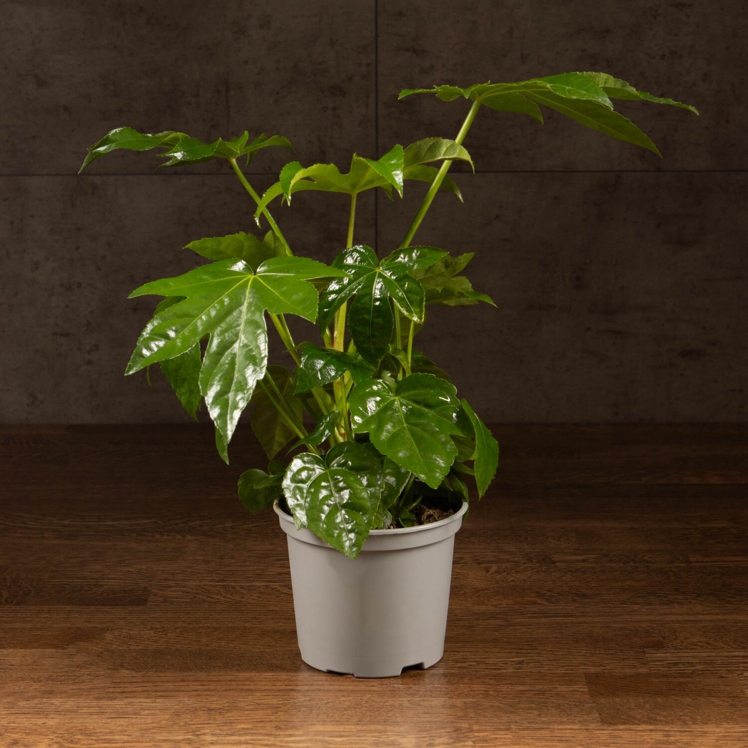 Фатсия Японская 40/12