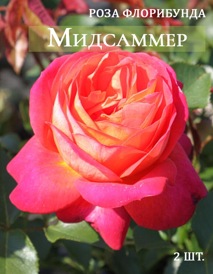 Роза Мидсаммер