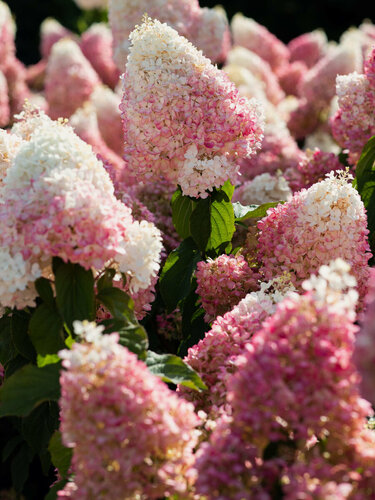 Изображение товара Гортензия метельчатая Строберри Блоссом (Hydrangea paniculata Strawberry Blossom)