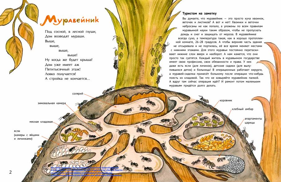 Гнёзда, дупла и берлоги (Игнатова Анна Сергеевна, Волкова Наталия Геннадьевна) - фото №7