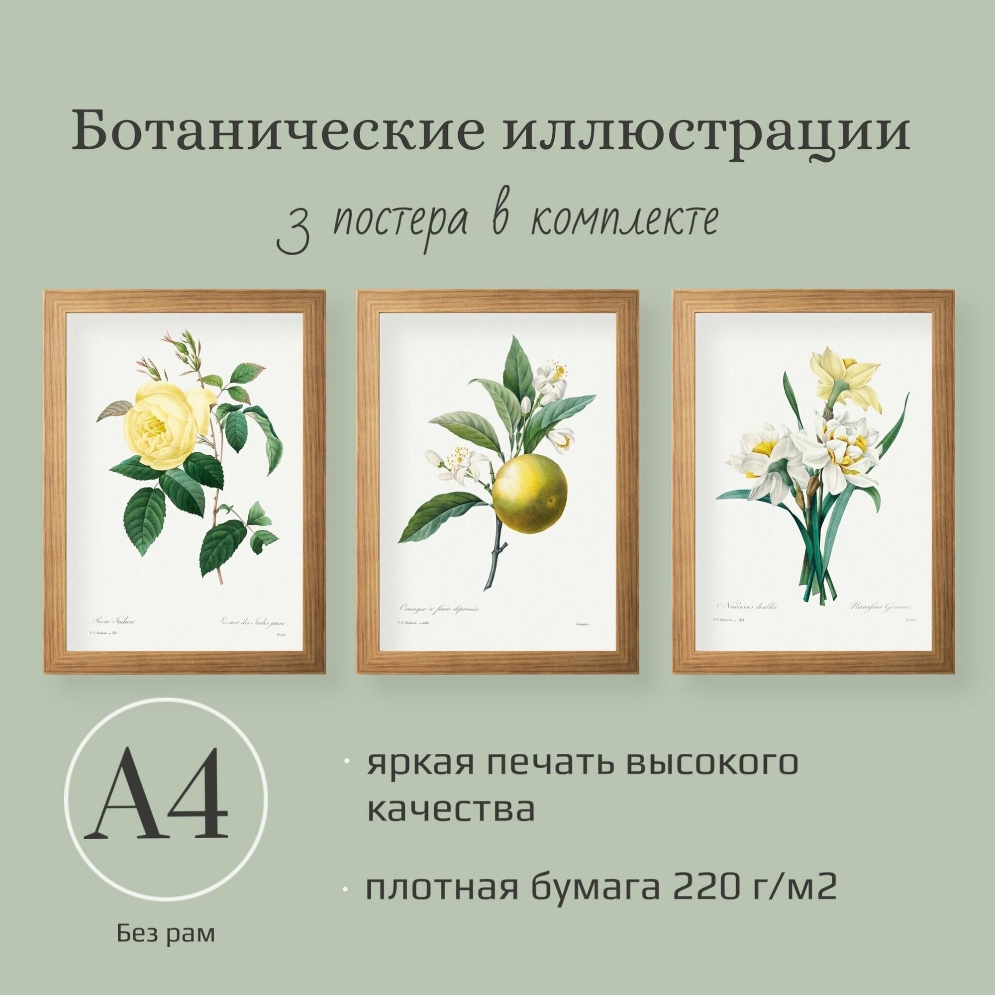 Ботанические иллюстрации