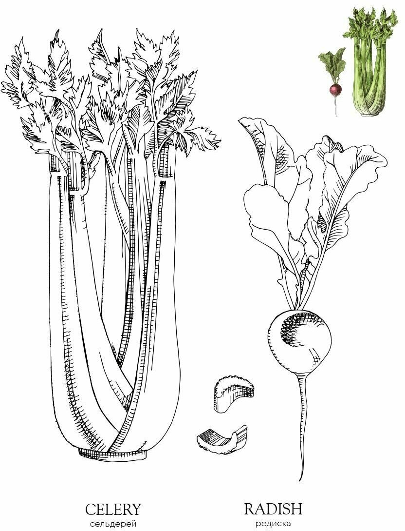 Vegetables. Овощи. Раскраска для развития творчества и вдохновения