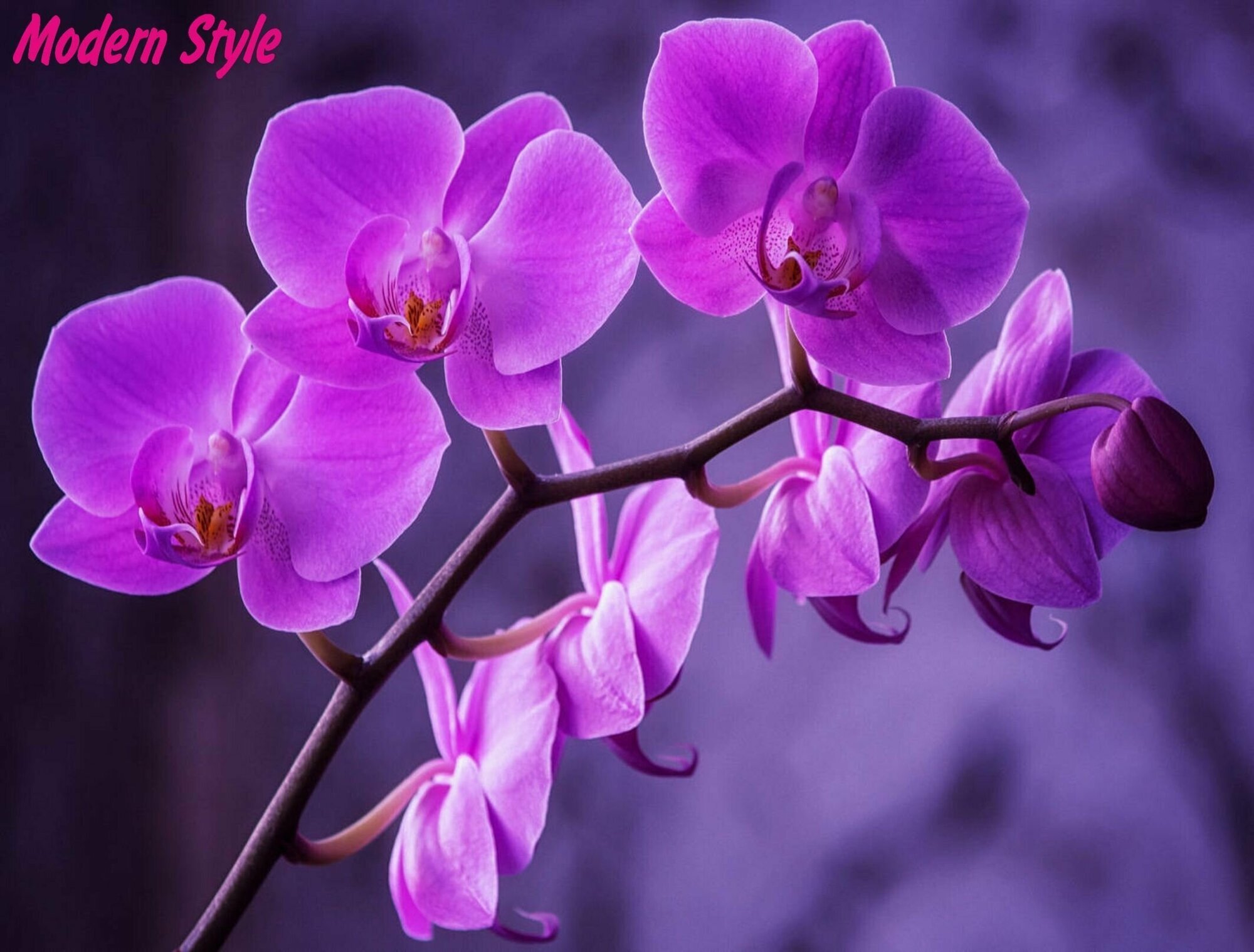 Субстрат Bona Forte для орхидей, пакет 1 л - фотография № 8