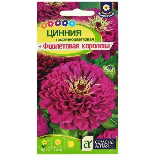 Семена цветов Цинния Фиолетовая Королева георгиноцветковая 0,3 г 4 упаковки семена ваше хозяйство цинния георгиноцветковая изабелла 0 5 г
