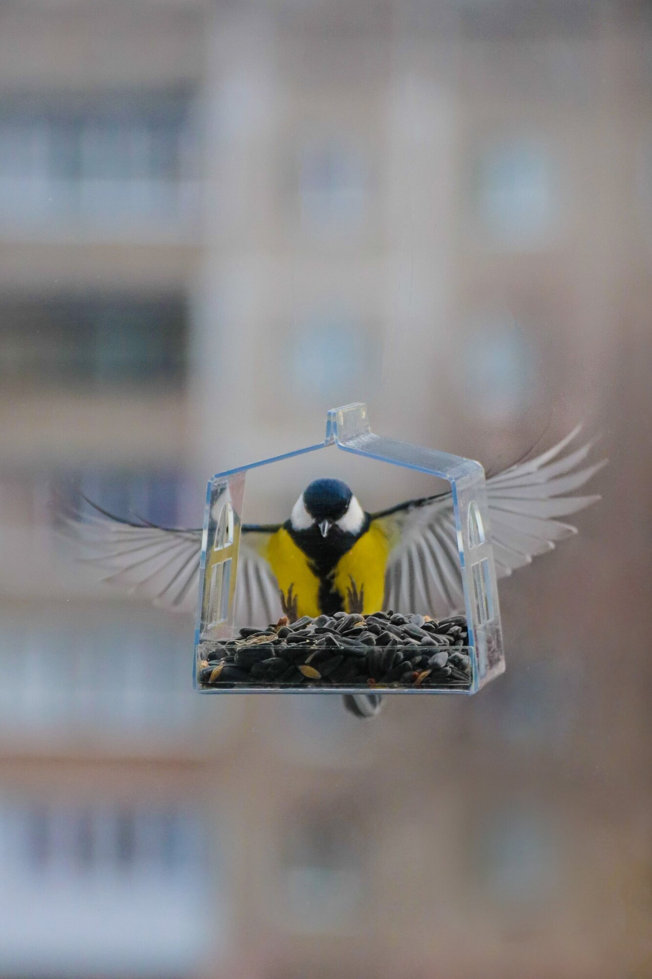 фото Прозрачная кормушка для диких птиц на окно малютка