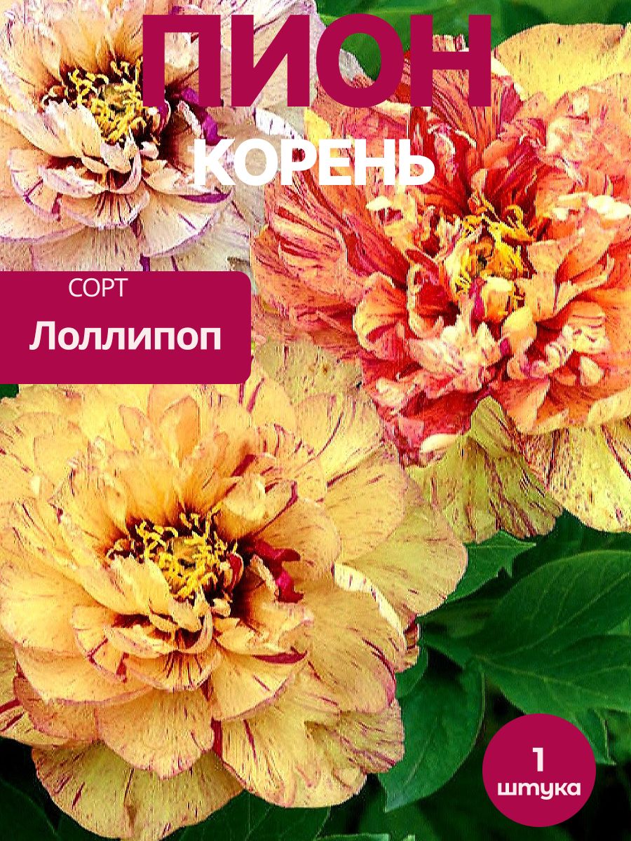 Пион Лоллипоп корень 1 шт