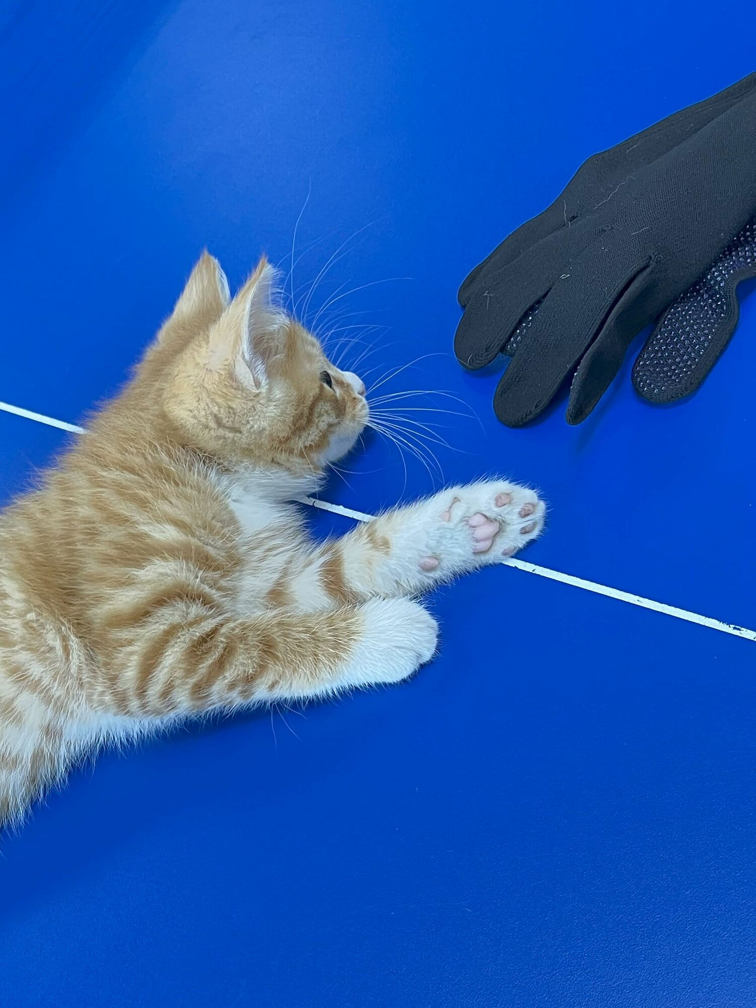 Чёткие перчатки 5 пар, M, чёрные. — фото 1