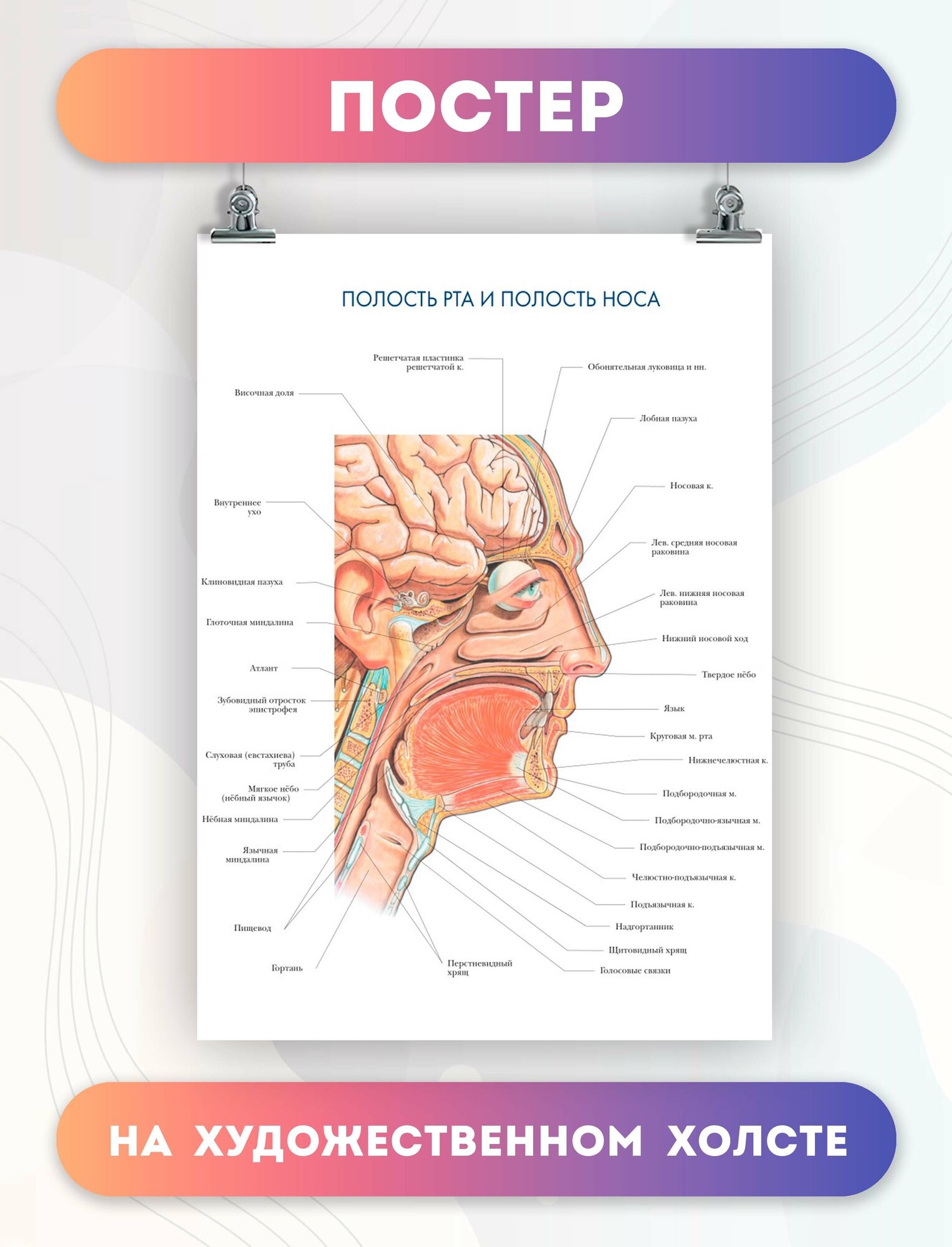 Постер на холсте анатомия полости рта и носа биология больница 30х40 см