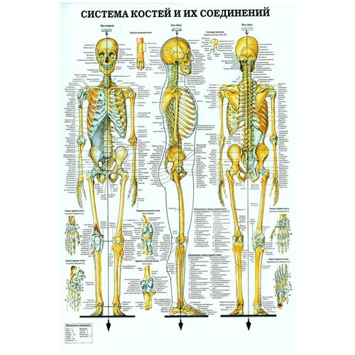 Система костей строение скелета плакат