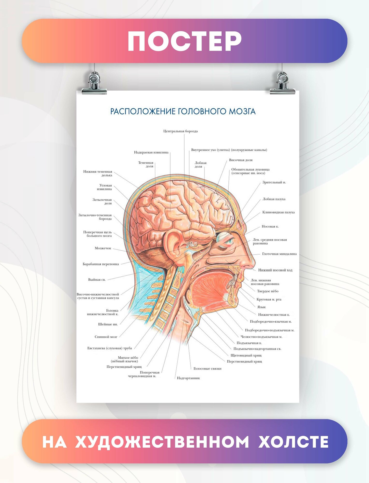 Постер на холсте анатомия расположение головного мозга биология 30х40 см