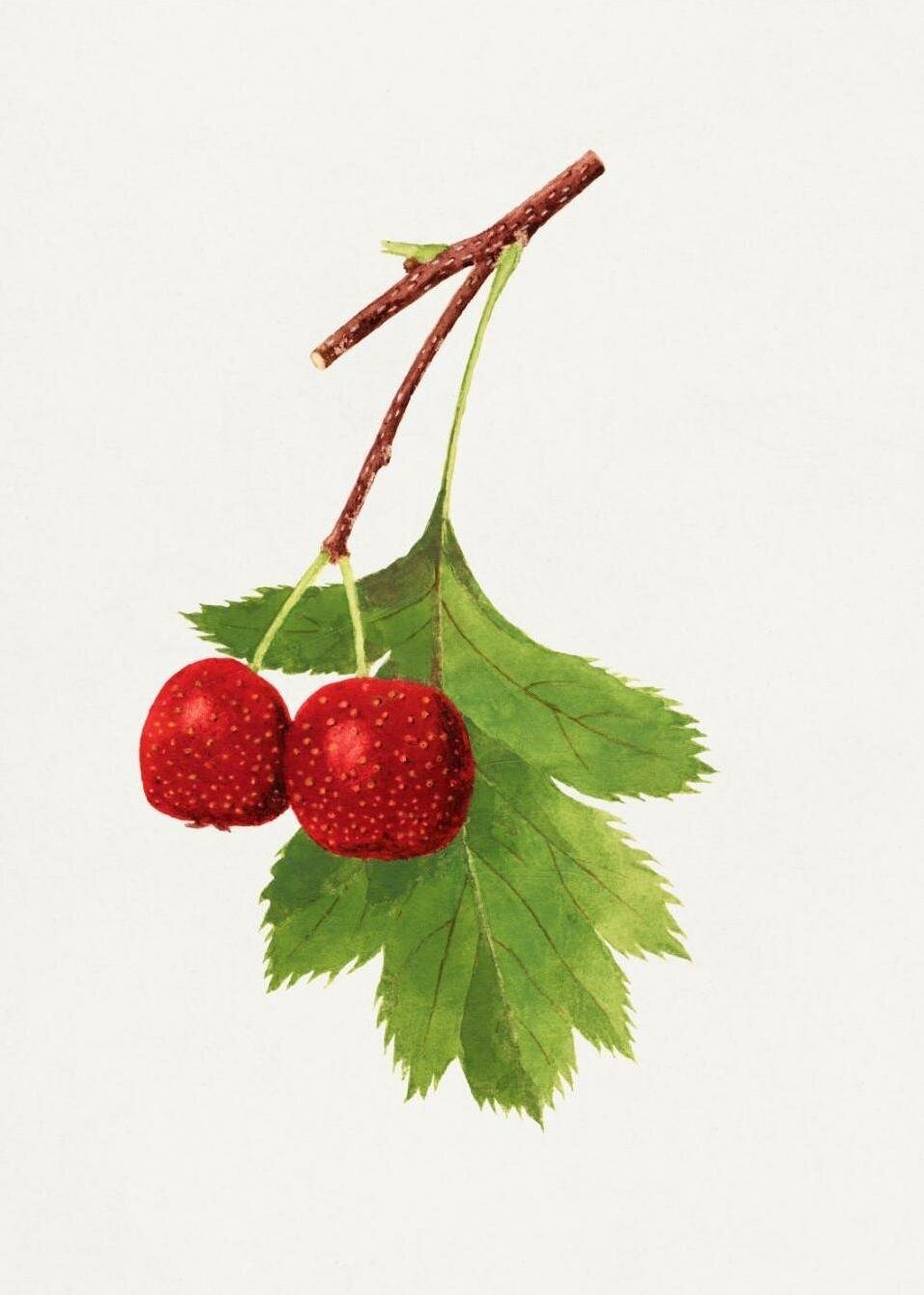 Постер / Плакат / Картина Фрукты - Яркие сочные ягоды 40х50 см в подарочном тубусе