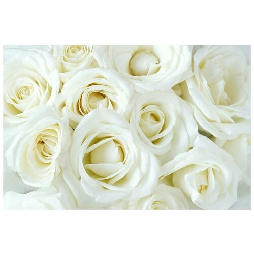 Фотообои. РФ Белые розы, размер (ШхВ): 315х210 см