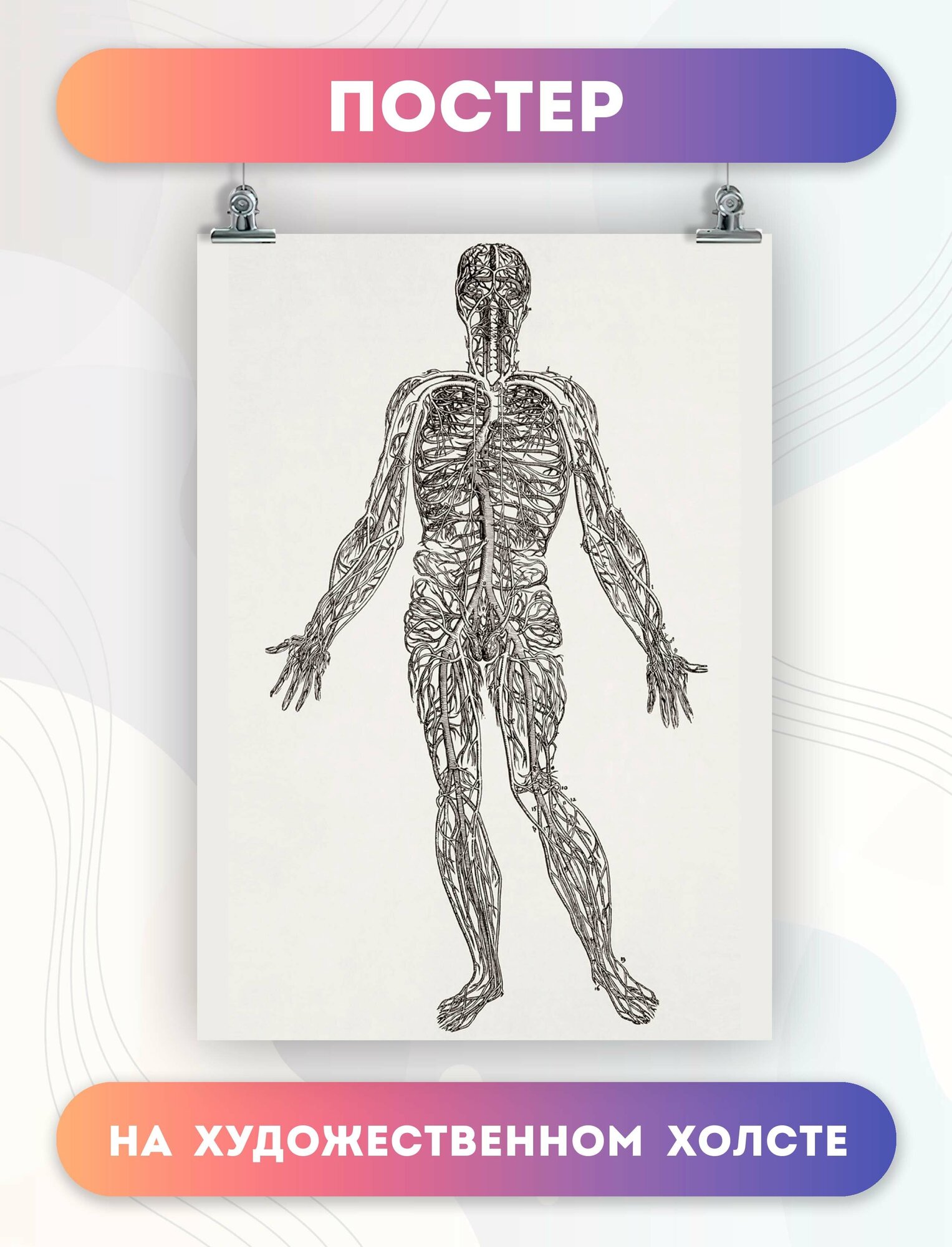 Постер на холсте анатомия нервной системы биология 30х40 см
