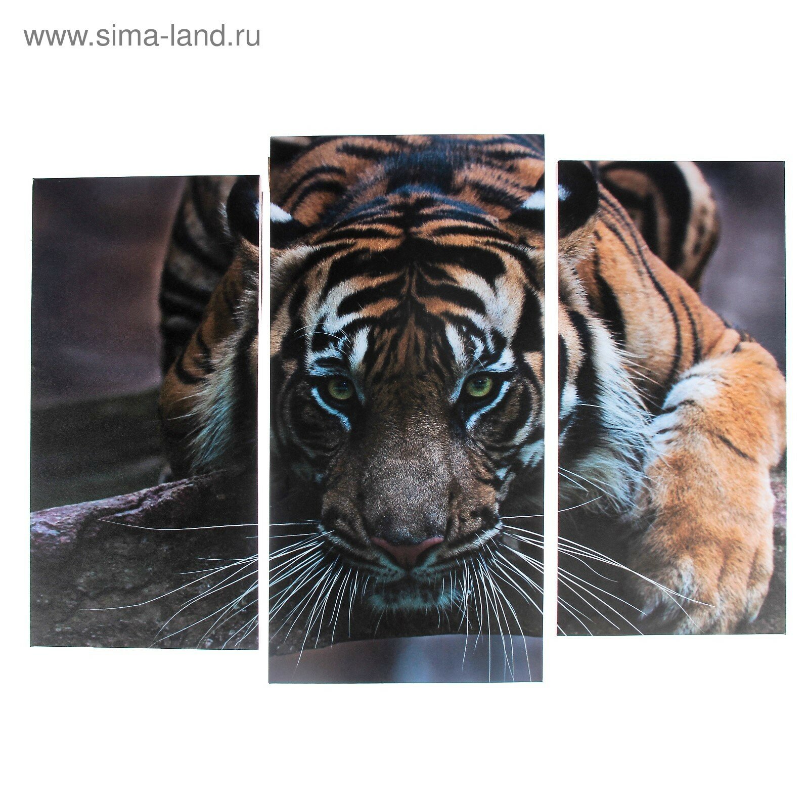 Модульная картина "Тигровый взгляд" (2-25х52; 1-30х60) 60х80 см