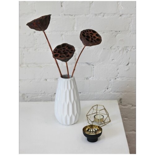 сухоцвет Лотоса на Ножках