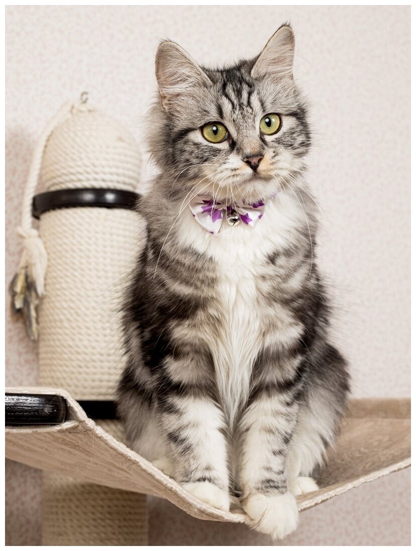 Безопасный ошейник-чокер Japan Premium Pet для стильного модника. Размер 3S. Белый с малиновыми звёздами - фотография № 7